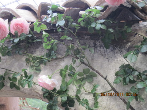 IMG_7141-1.JPG