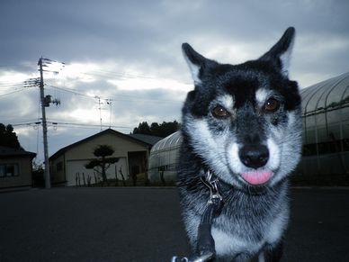 ハナチョコ