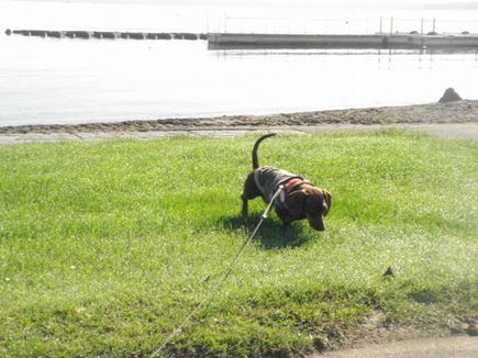 湖の公園