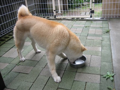 完食です