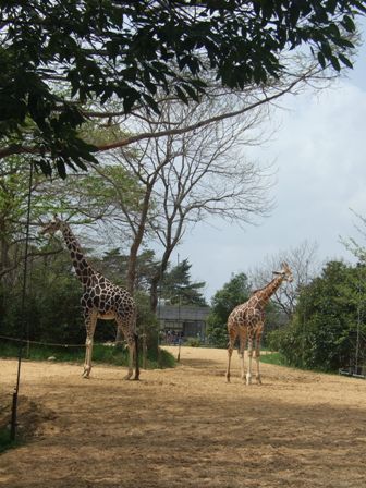 2011.5.4　八木山動物園 (31).jpg