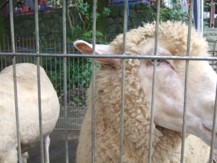 ６　移動動物園 (1).JPG