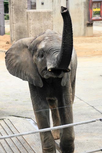 とべ動物園06-03