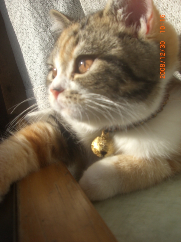 20081230101654[1].jpg
