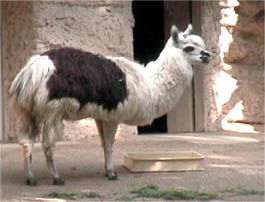 本物アルパカ
