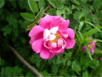花２