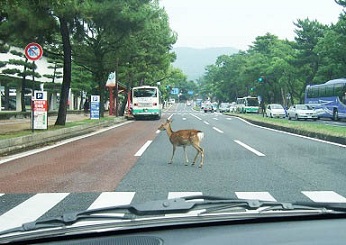 nara04.JPG