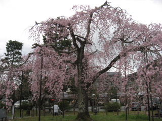 しだれ桜