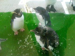 イワトビペンギン