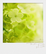 pola_n08.jpg