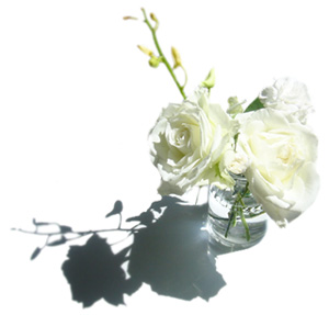 rose02.jpg