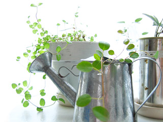 green01.jpg