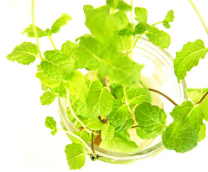 mint05.jpg