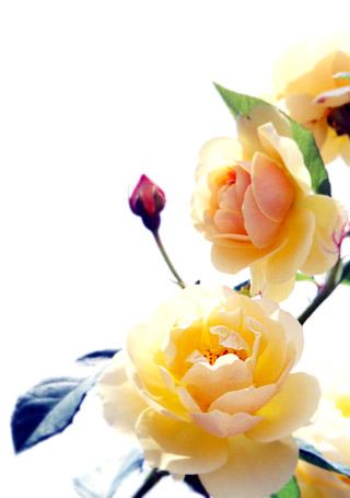 rose06.jpg