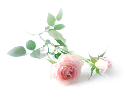 rosep.jpg