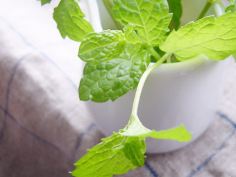 mint01.jpg