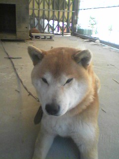 犬