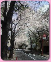 霊南坂教会付近の桜♪