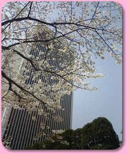 東京全日空ホテルと桜♪