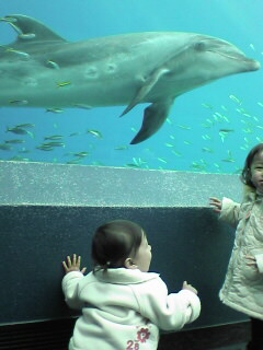 ドルフィンファンタジー