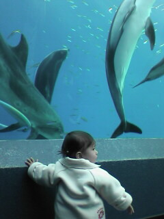 ドルフィンファンタジー２