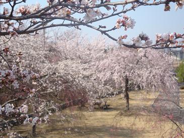 2009.04 桜.JPG