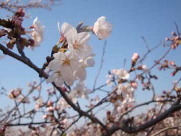 2009.04 桜2.JPG