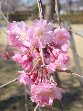 2009.04 桜3.JPG