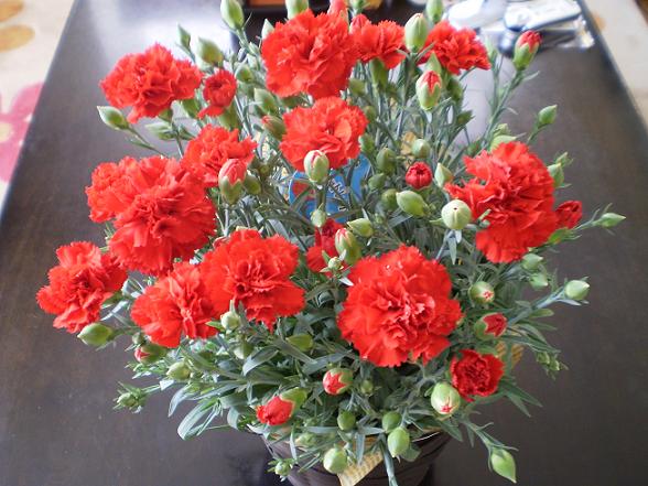 花Ｄ
