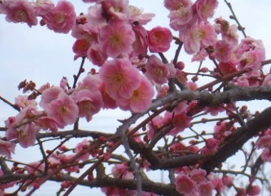 コピー ～ DSCF9368.JPG