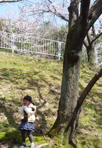 桜の木下で