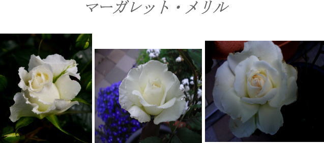 マーガレット・メリル（Ｆ）