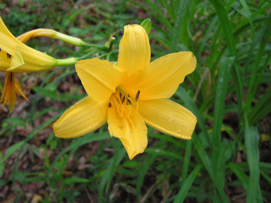 野かんぞう　の　花