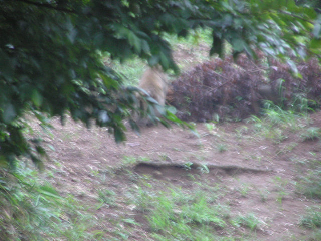 猿　真ん中辺木の枝の影の地面にいる　ぶれてますね