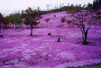 SIBAZAKURA