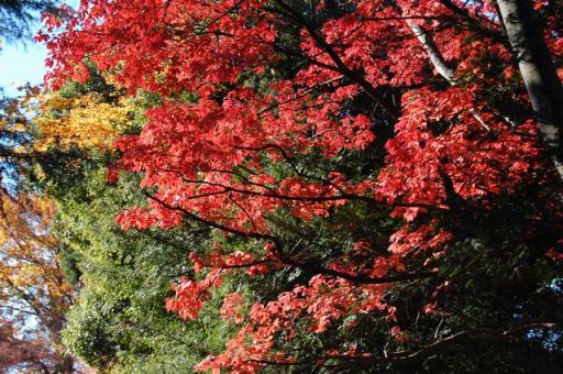 高尾山　紅葉