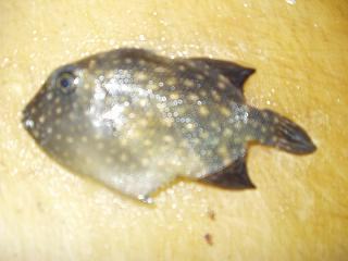 へん　かわはぎ