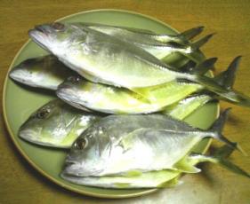 釣果