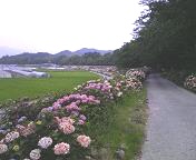 紫陽花街道