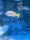８月８日水族館熱帯魚