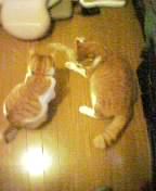 toto&yaiti9.jpg