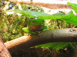 鳥羽水族館8