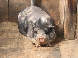 おもしろ農園ブタc