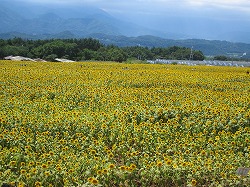 ひまわり畑c