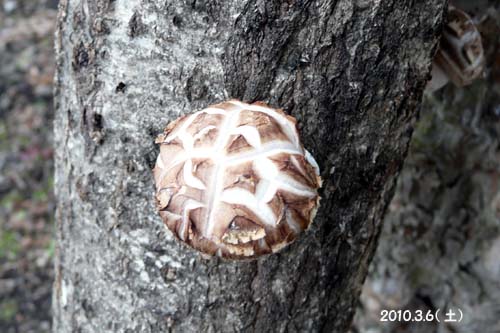 シイタケ2