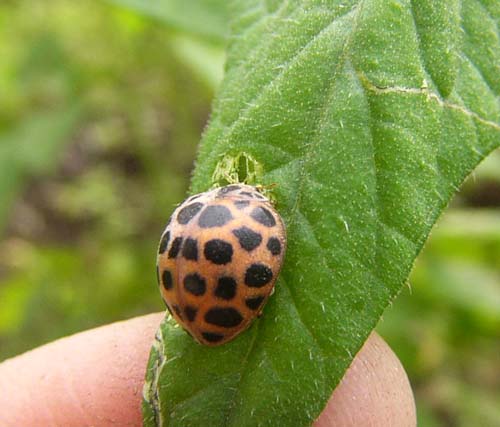 8ページ目の 野菜作り 地球に優しく人に優しく 限りある資源を子どもたちに残そう 楽天ブログ