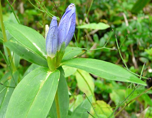 つぼみ（リンドウ？）