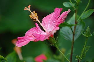 ハイビスカス