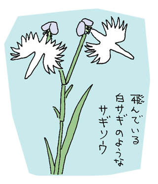 サギソウの花言葉 若泉さな絵の ティティのつらつらな日々 イラスト日記 楽天ブログ