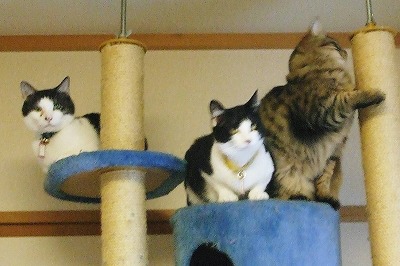 高いところがすきなの